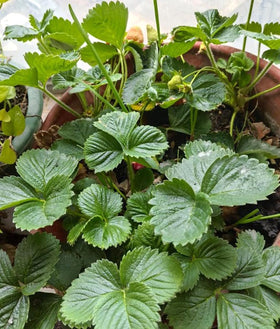 BULBORIUM giant strawberry seeds suited for hydroponic growing systems.