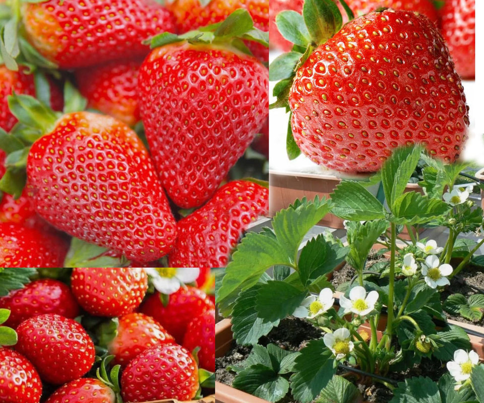 Bulborium giant strawberry seeds pack for easy surface sowing and sweet harvest potential.