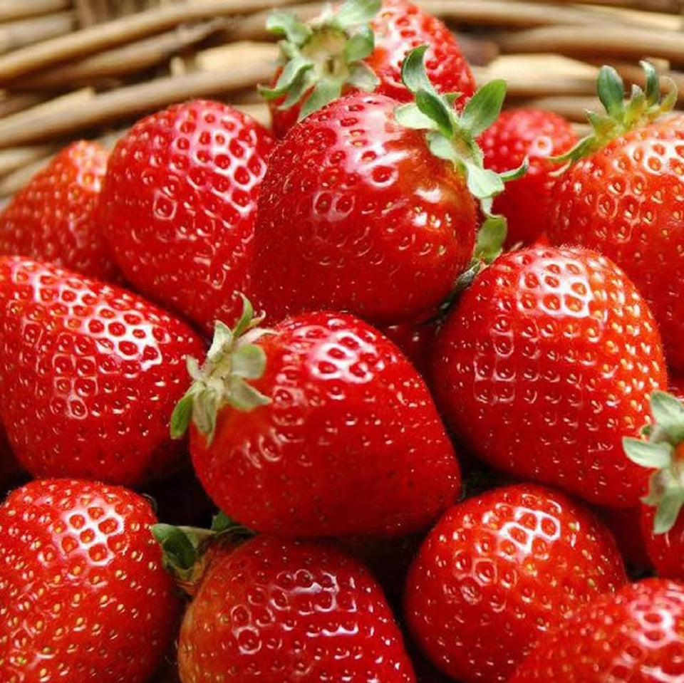 BULBORIUM giant strawberry seeds pack ready for home gardens and containers.
