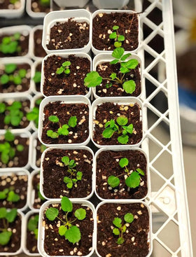 BULBORIUM giant strawberry seeds in patio container setup for small spaces.
