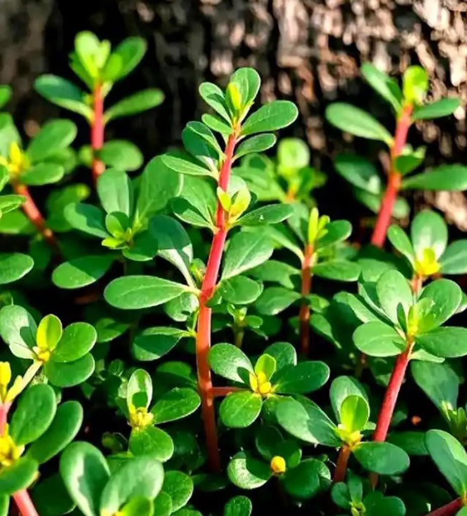 BULBORIUM Golden Purslane seeds close-up—edible ground cover with quick emergence.