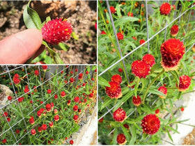 Bulborium gomphrena globosa dried flowers for lasting decor.