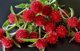 Bulborium gomphrena globosa plants with bright flower heads for cuts.