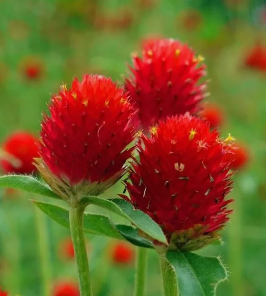 Bulborium gomphrena globosa seeds germinating indoors.