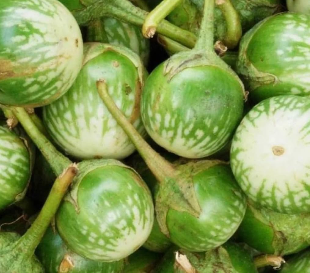 Bulborium green round eggplant fruit close-up for fresh salads.