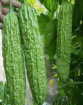 Bulborium green skin long bitter gourd seeds pack for reliable germination and garden versatility.