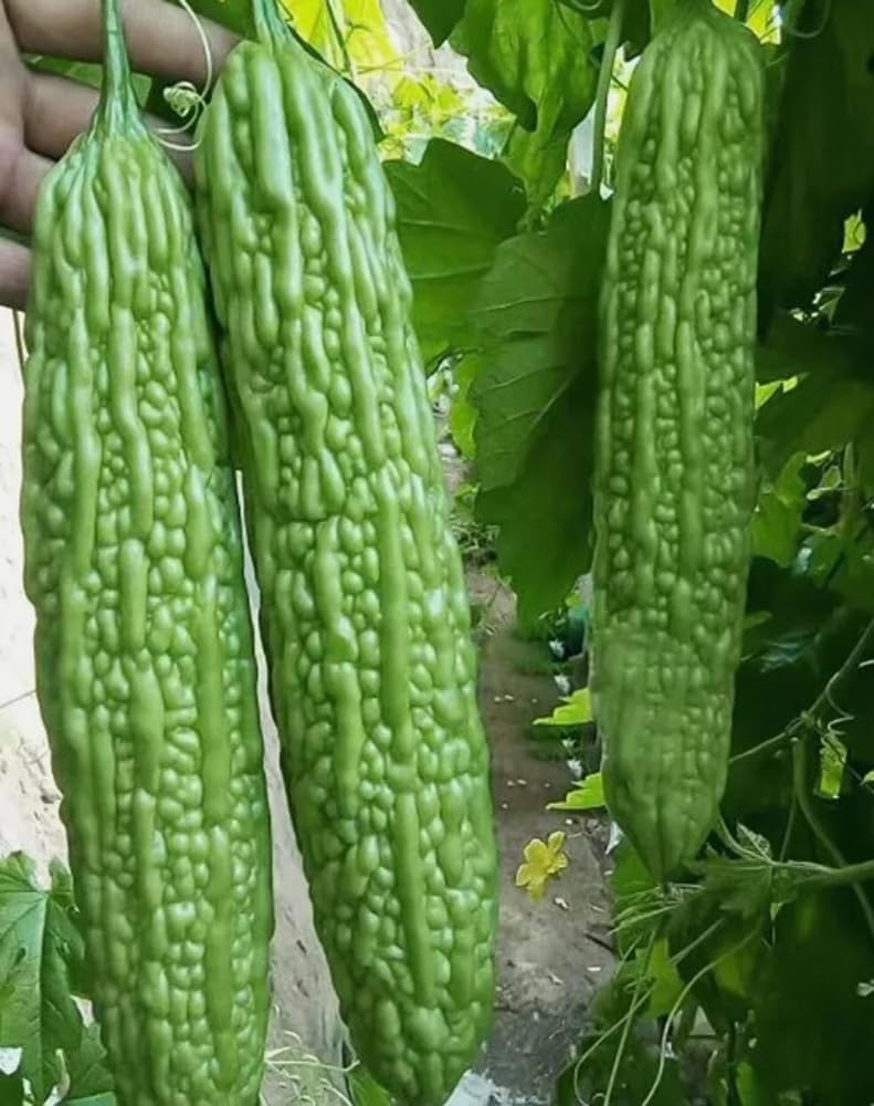 Bulborium green skin long bitter gourd seeds pack for reliable germination and garden versatility.