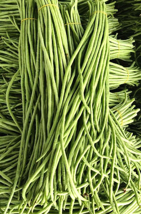 BULBORIUM green yard long bean growing on trellis, crisp edible pods for stir-fries.