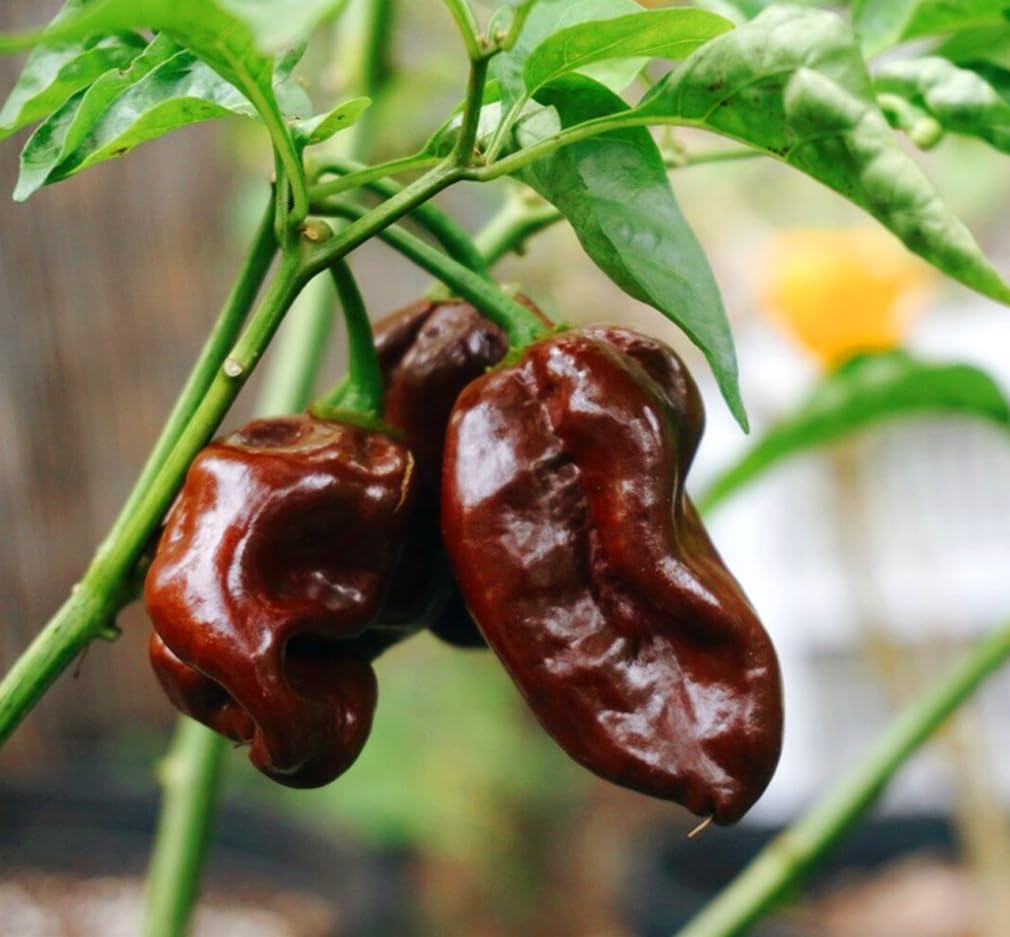 BULBORIUM habanero peppers on vine ready to heat up recipes.