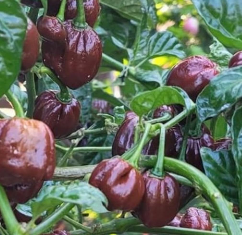 BULBORIUM habanero seeds germination tray signaling spicy garden growth.