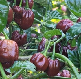 BULBORIUM habanero seeds germination tray signaling spicy garden growth.