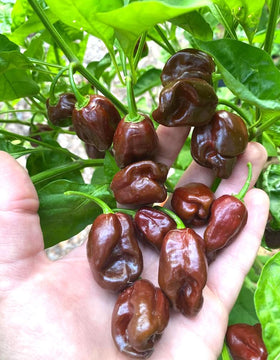 BULBORIUM habanero seeds pack front view, ideal for planning spicy sauces.