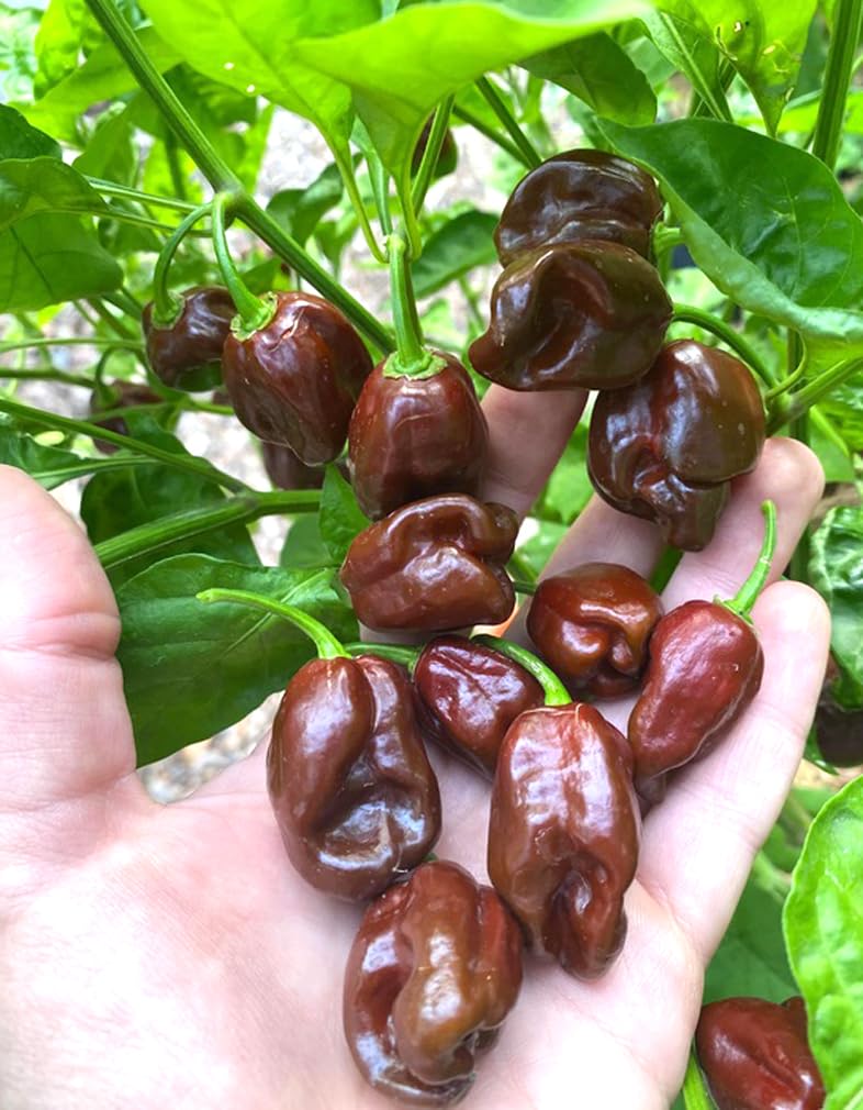 BULBORIUM habanero seeds pack front view, ideal for planning spicy sauces.