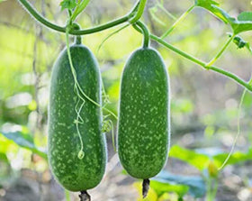 Bulborium hairy skin gound seeds pack ready for spring sowing in home gardens.