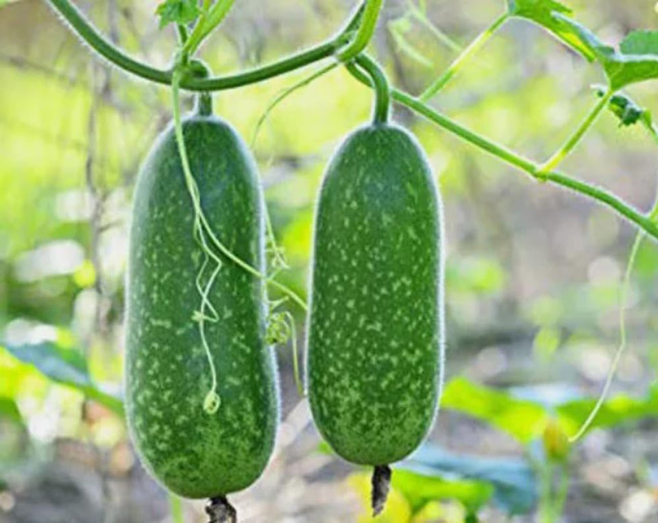 Bulborium hairy skin gound seeds pack ready for spring sowing in home gardens.
