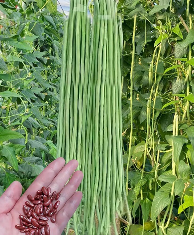 BULBORIUM harvested yard long beans on stem, ready to cook with snappy flavor.