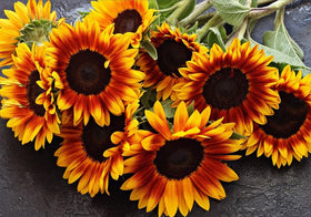 BULBORIUM heirloom open-pollinator seeds offering non-GMO options for gardeners.