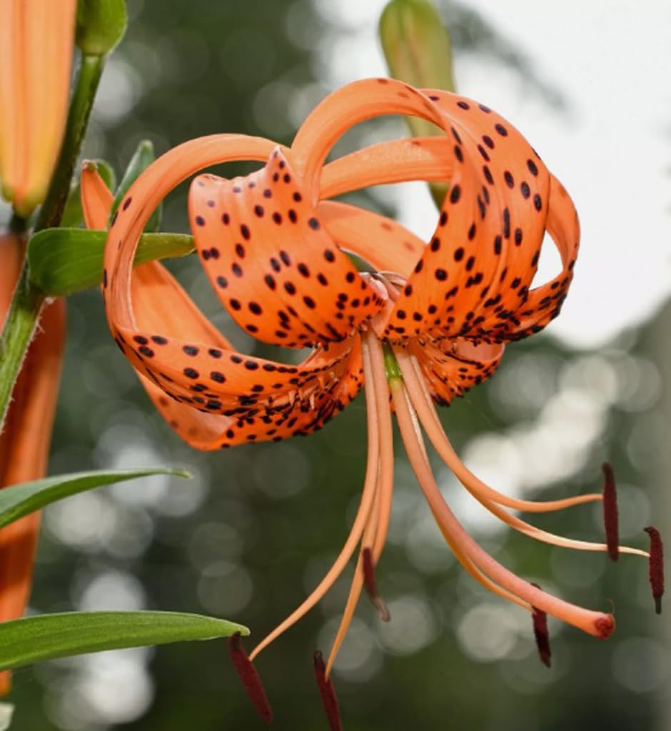 BULBORIUM heirloom orange tiger lily seeds for color-loving gardeners.