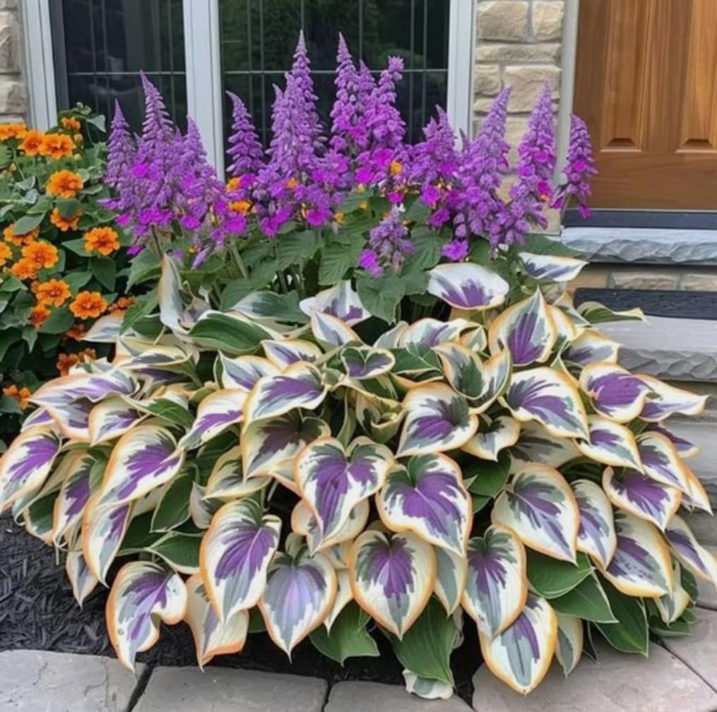 BULBORIUM hosta bed planting in pots or garden beds