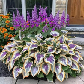 BULBORIUM hosta bed planting in pots or garden beds