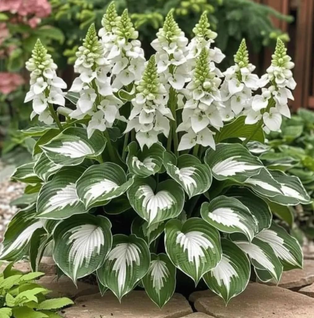 BULBORIUM hosta flowers attracting hummingbirds in shade