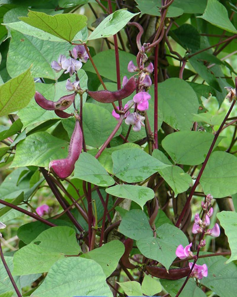 BULBORIUM Purple Hyacinth Bean climbing vine provides privacy and shade.