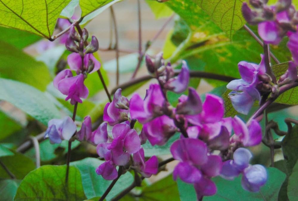 BULBORIUM Hyacinth bean seeds bloom purple flowers that attract pollinators.