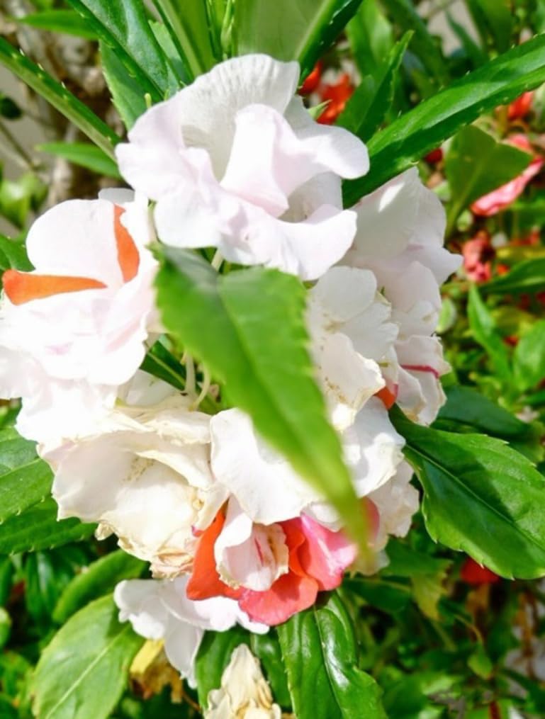 Bulborium Impatiens in garden border display brightening shade with easy care