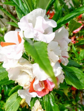 Bulborium Impatiens in garden border display brightening shade with easy care