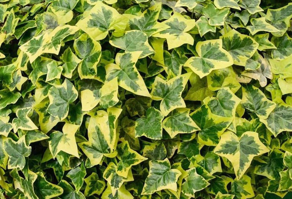 Bulborium English ivy seeds pack ready to grow on walls and fences.