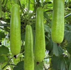 Bulborium long bottle gourd seeds packaging ready for easy spring planting.