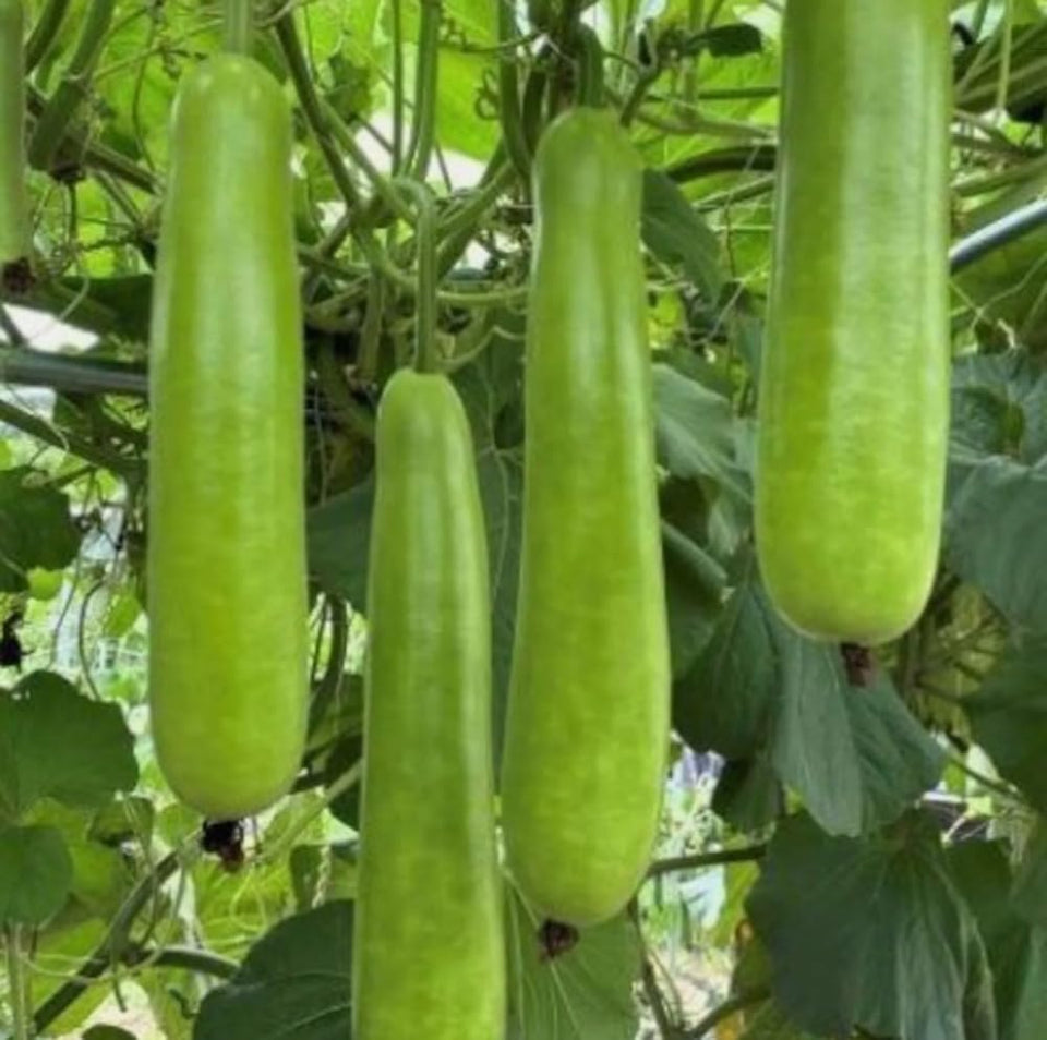 Bulborium long bottle gourd seeds packaging ready for easy spring planting.