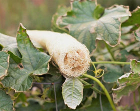 Bulborium loofah gourd drying fruit ready to become sponge