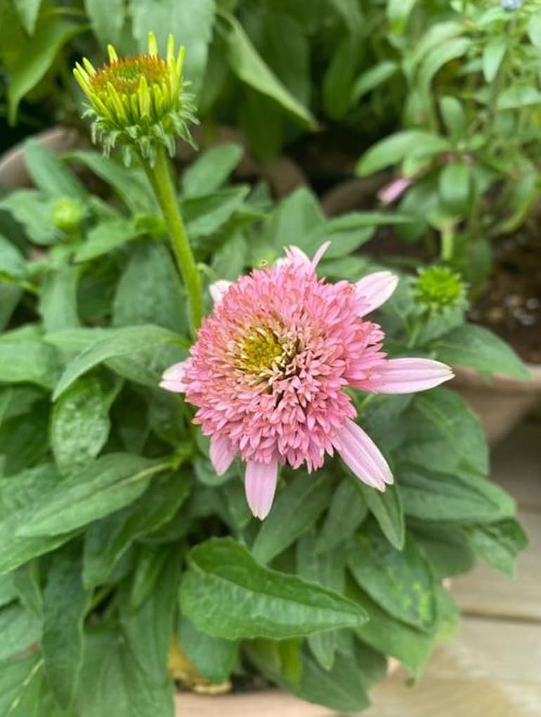 Bulborium mass planting creates year after year color for borders.