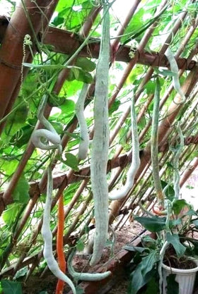 BULBORIUM mature snake gourd fruit on vine with dark green stripes.