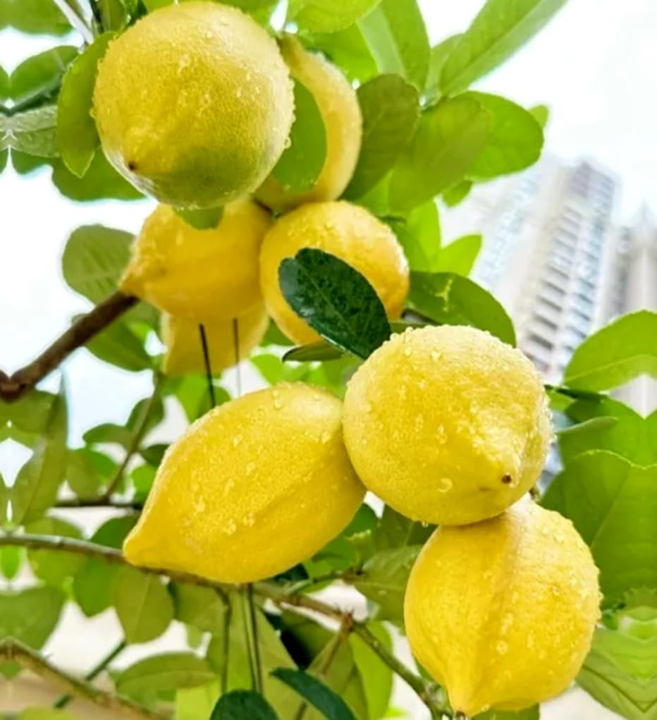 BULBORIUM Meyer lemon seeds bonsai setup highlighting ornamental home citrus.
