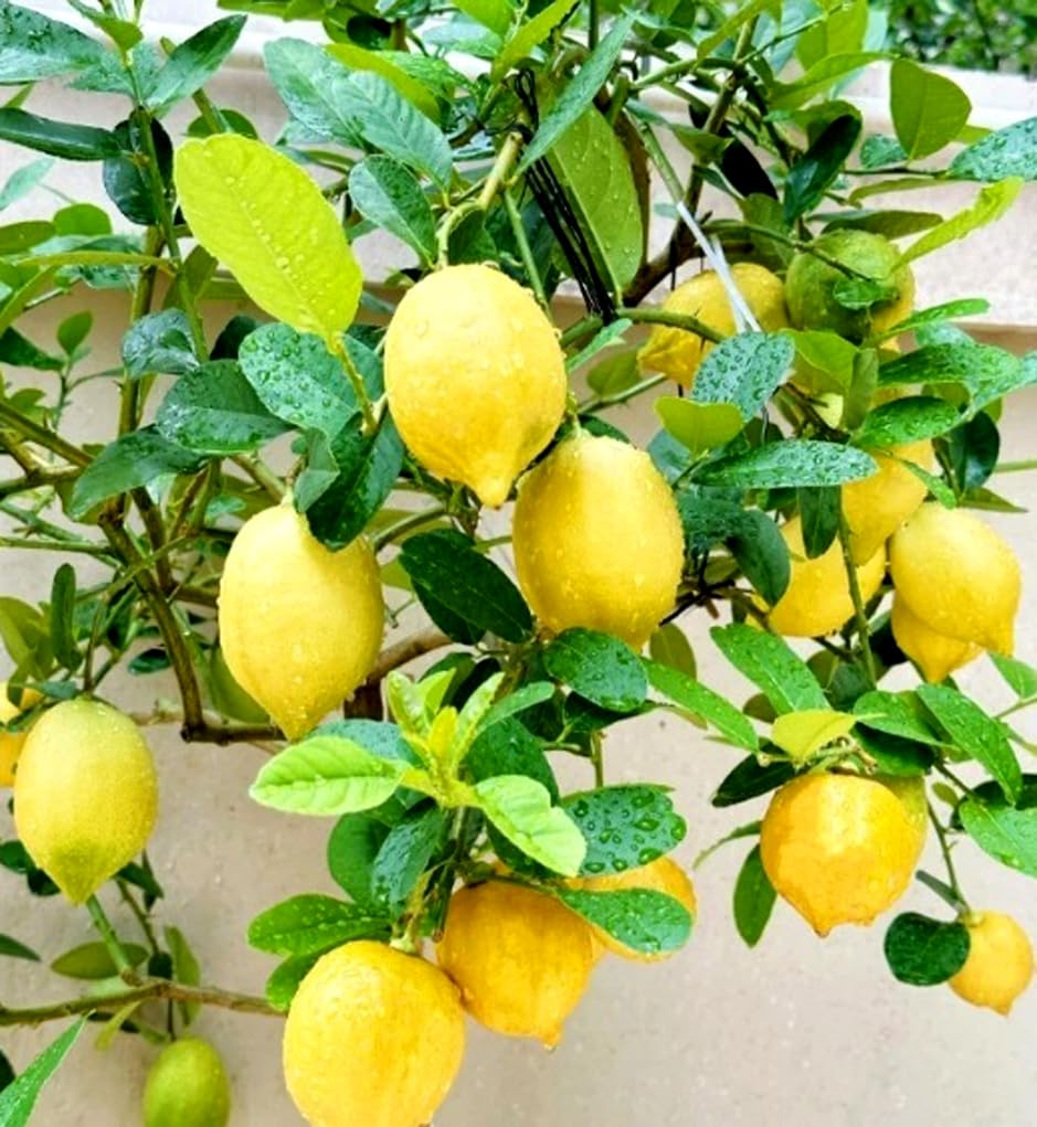 BULBORIUM Meyer lemon seeds pack front for home planting and fresh citrus potential.