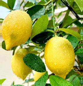 BULBORIUM Meyer lemon seeds planted in moist soil, warm and humid care.