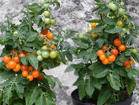 BULBORIUM orange hat micro dwarf tomato plant in pot thriving in small-space gardens