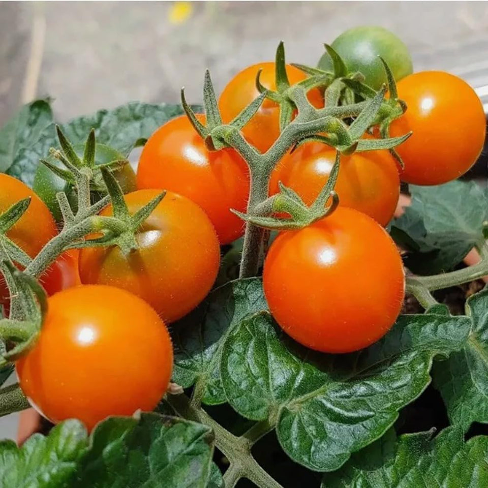 BULBORIUM orange hat micro dwarf tomato seeds pack for compact balcony gardening