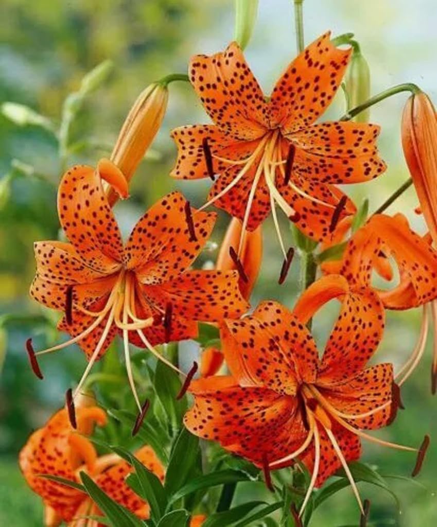 BULBORIUM orange tiger lily seeds pack ready for sowing and vibrant blooms.