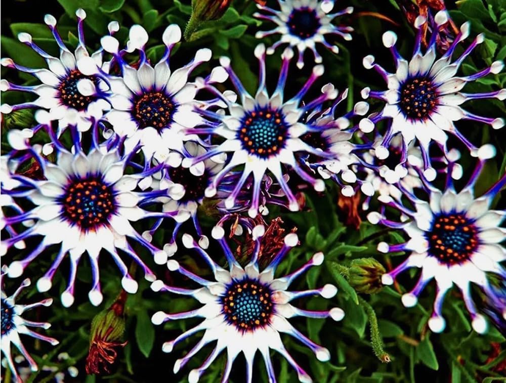 Bulborium Osteospermum Spider Daisy blooms brighten garden beds with vibrant color.