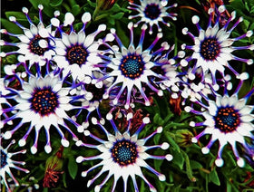 Bulborium Osteospermum Spider Daisy blooms brighten garden beds with vibrant color.