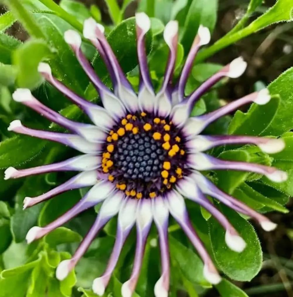 Bulborium Osteospermum Spider Daisy in a container showcases compact habit for patios.