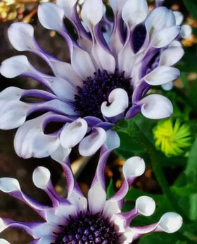 Bulborium Osteospermum Spider Daisy seed pack ready for sowing in flower beds.