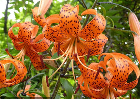 BULBORIUM outdoor planting after last frost yields seasonal orange blooms.
