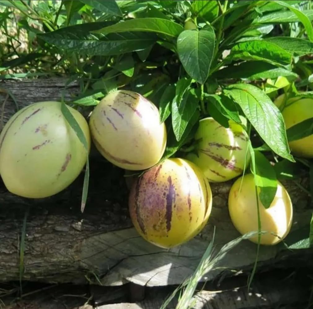Bulborium Pepino seeds close-up, perfect for warm-season crops.