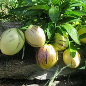 Bulborium Pepino seeds close-up, perfect for warm-season crops.