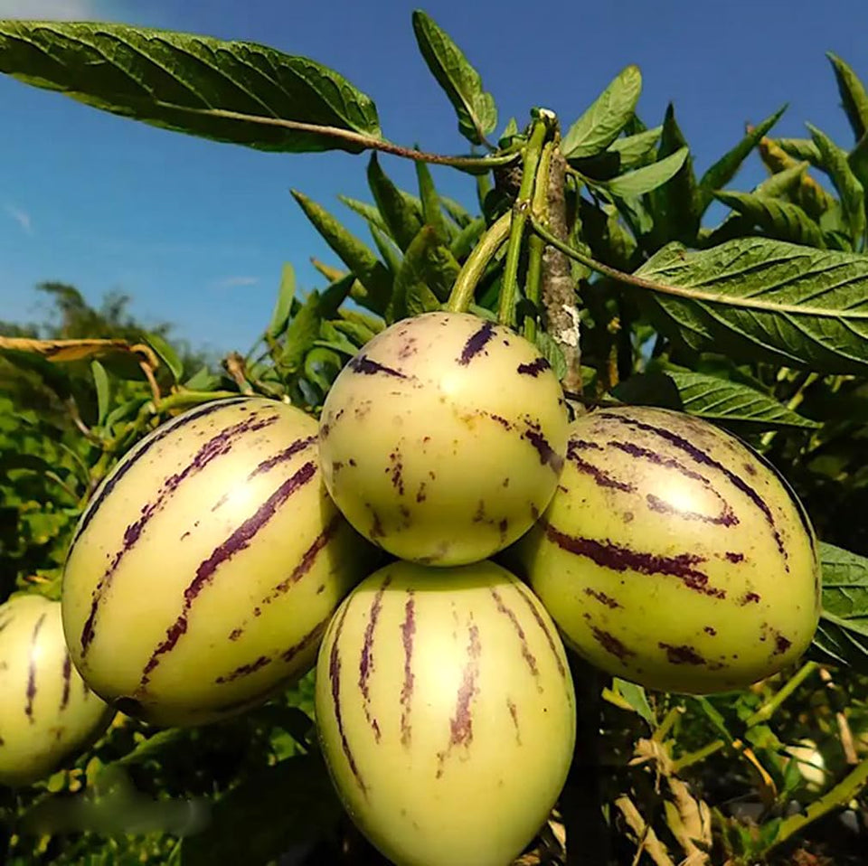 Bulborium Pepino seed packaging, ideal for home gardeners to grow exotic fruit.