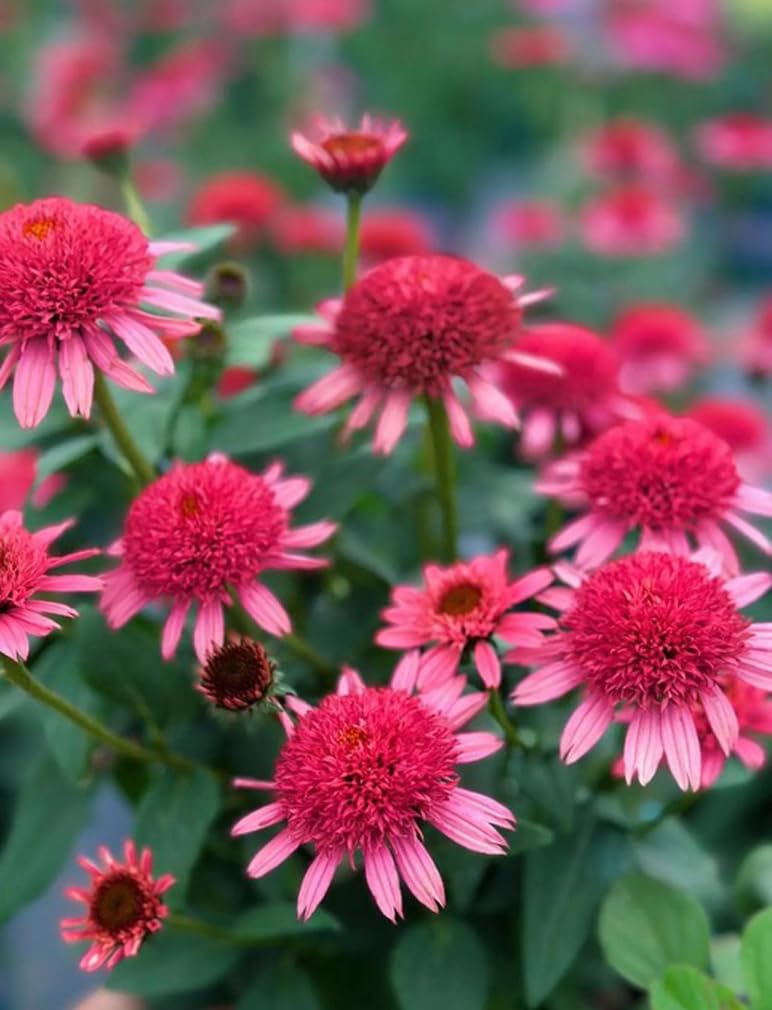 Bulborium perennial coneflowers thrive in full sun with well-drained soil.